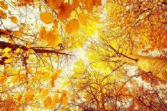 秋天養(yǎng)生吃什么水果？秋季養(yǎng)生必吃的五大水果推薦？[圖]