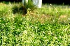 薺菜是涼性的嗎？薺菜是涼性還是熱性？[圖]