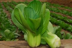 油菜和蝦能一起吃嗎？油菜不能和什么一起吃？[圖]