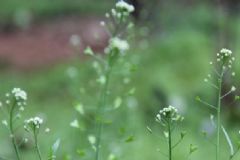 薺菜是發(fā)物嗎？薺菜是不是發(fā)物？[圖]