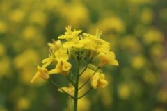 油菜開(kāi)花了還能吃嗎？開(kāi)花的油菜能吃嗎？[圖]