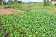 油菜苗可以食用嗎？油菜苗可以吃嗎？[圖]