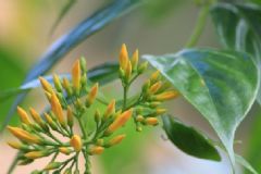 斷腸草是什么？斷腸草是什么植物？[圖]