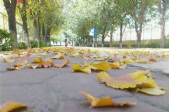 秋季怎么養(yǎng)肺？秋季養(yǎng)肺常識(shí)[圖]