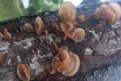 木耳不能和什么一起吃？木耳的食用禁忌[圖]
