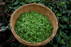 廢棄的茶葉有什么用？用過的茶葉有什么用？[圖]