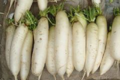 吃白蘿卜有什么好處和壞處？吃白蘿卜的好處和壞處？[圖]