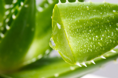 蘆薈護(hù)膚效果怎么樣？怎么用蘆薈護(hù)膚？[圖]