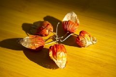 含羞果的功效是什么？含羞果的食用方法是什么？[圖]