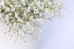 孕婦能吃蜂王漿嗎？孕婦可以吃蜂王漿嗎？[圖]