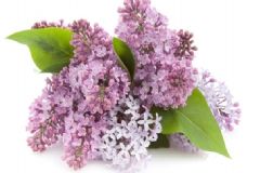 丁香花蕾有什么功效？丁香花有什么價(jià)值？[圖]