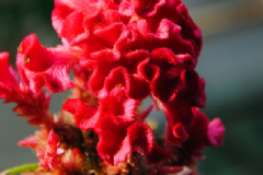 雞冠花有毒嗎？雞冠花有什么作用？[圖]