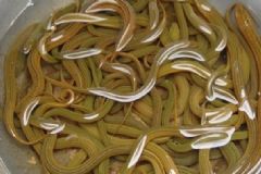 鱔魚有寄生蟲嗎？鱔魚有寄生蟲能吃嗎？[圖]
