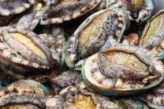 鮑魚的功效有哪些？鮑魚有什么作用？[圖]