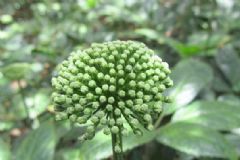 三七花能降血壓嗎？三七花有什么功效？[圖]