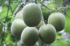 經(jīng)期能喝羅漢果茶嗎？羅漢果的功效有哪些？[圖]