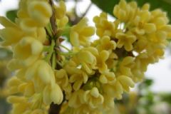 吃桂花有什么好處？吃桂花的作用有哪些？[圖]