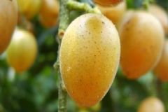 吃黃皮會(huì)長(zhǎng)胖嗎？吃黃皮會(huì)不會(huì)長(zhǎng)胖？[圖]