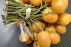 黃皮果吃多了會(huì)怎么樣？黃皮果能多吃嗎？[圖]
