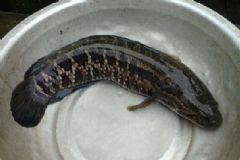 吃黑魚(yú)有什么好處？吃黑魚(yú)有什么好處和壞處？[圖]