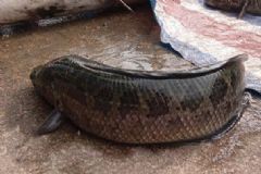 吃黑魚(yú)對(duì)傷口會(huì)好的快些嗎？吃黑魚(yú)對(duì)傷口有好處嗎？[圖]