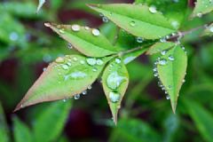 春季養(yǎng)生食譜推薦！營養(yǎng)又美味的八款“芽” 菜！[圖]