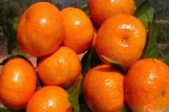橘子能放多久？橘子能放幾天不壞？[圖]