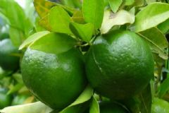 橘子沒熟吃了會怎么樣？橘子沒熟能吃嗎？[多圖]