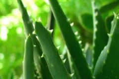 蘆薈可以直接涂臉上嗎？蘆薈能直接涂臉上嗎？[圖]