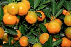 橘子對人有什么好處？吃橘子有那些好處？[多圖]