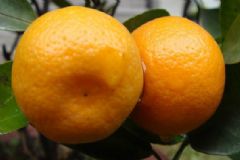 橘子維生素C含量高嗎？維生素C對(duì)人體有什么好處？[多圖]