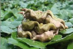 吃菱角有什么好處？吃菱角的好處[多圖]