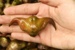 菱角長(zhǎng)在哪里？菱角是長(zhǎng)在什么地方？[多圖]