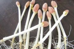 花生芽有毒嗎？花生芽可以吃嗎？[多圖]