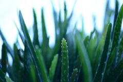 曬傷用蘆薈有用嗎？曬傷用蘆薈膠可以嗎？[多圖]
