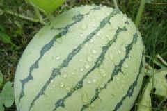 西瓜淋雨了會(huì)怎么樣？西瓜淋雨會(huì)壞嗎？[多圖]