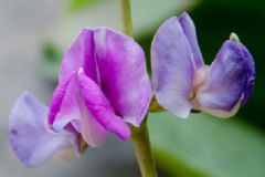 豌豆是什么顏色的花？豌豆開(kāi)花是什么顏色？[多圖]