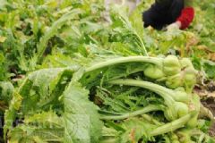 榨菜葉子能吃嗎？榨菜葉子怎么吃？[多圖]
