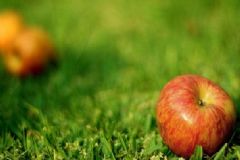怎么吃蘋果可以快速減肥？吃蘋果減肥的方法是什么？[圖]