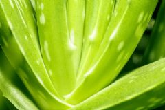 蘆薈吃多了會(huì)中毒嗎？蘆薈吃多了會(huì)怎樣？[多圖]