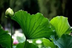 荷葉茶怎么減肥？荷葉茶減肥有什么要注意的？[圖]
