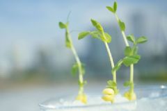 豆芽是什么豆發(fā)的？豆芽是哪些豆子發(fā)出來的？[多圖]