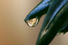 蘆薈澆水澆多了怎么辦？蘆薈澆水多了怎么補(bǔ)救？[多圖]
