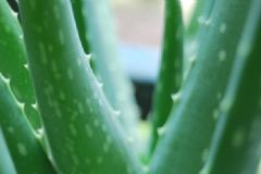 蘆薈是涼性的嗎？蘆薈是涼性還是熱性？[多圖]