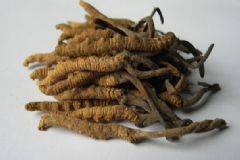 冬蟲夏草怎么辨別真假？冬蟲夏草怎么分真假？[多圖]