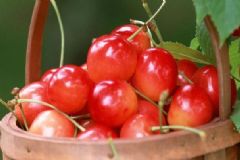 夏天吃什么水果有護(hù)膚的作用？夏天護(hù)膚可以吃什么水果？[圖]
