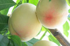 水蜜桃能多吃嗎？水蜜桃吃多了會(huì)怎樣？[多圖]