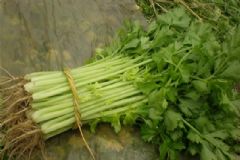 芹菜對身體有什么好處？吃芹菜對健康有何好處？[多圖]
