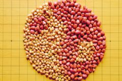 花生和黃豆能一起煮嗎？花生可以和黃豆一起煮嗎？[多圖]