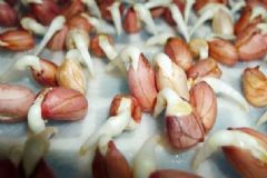 花生發(fā)芽能吃嗎？發(fā)芽的花生可以吃嗎？[多圖]